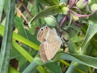 ウラナミシジミ（撮影SR真鍋）