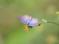 ウラナミシジミ（撮影SR室田）