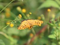 ツマグロヒョウモン♂（撮影SR室田）