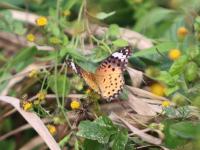 ツマグロヒョウモン♀（撮影SR室田）