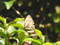 コミスジ（撮影SR真鍋）