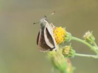 チャバネセセリ（撮影SR室田）