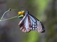 アサギマダラ（撮影SR室田）