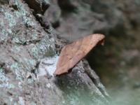 クロコノマチョウ（撮影SR室田）