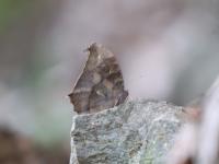 クロコノマチョウ（撮影SR室田）