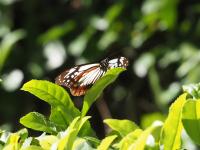 アサギマダラ（撮影SR木村）