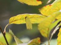 ウラギンシジミ（撮影SR室田）