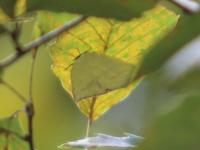 ウラギンシジミ（撮影SR室田）