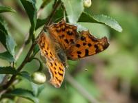 キタテハ（撮影SR小林光）