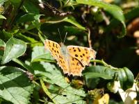 キタテハ（撮影SR小林光）