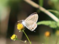 ウラナミシジミ（撮影SR室田）