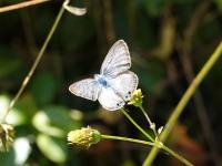 ウラナミシジミ（撮影SR小林光）