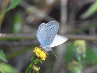 ヤマトシジミ（撮影SR真鍋）