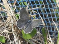 ヤマトシジミ（撮影SR真鍋）