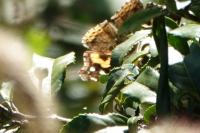 アカタテハ（撮影SR小林光）