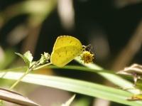 キタキチョウ（撮影SR小林光）
