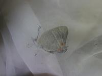 オオミドリシジミ（撮影SR室田）