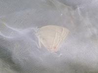 オオミドリシジミ（撮影SR室田）