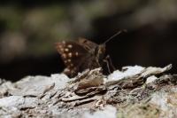 ミヤマセセリ（撮影SR室田）