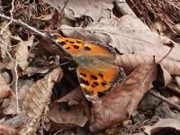 ヒオドシチョウ（撮影SR室田）