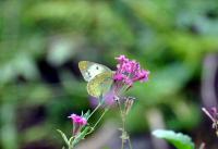 モンキチョウ♀