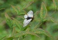 ウスバシロチョウ♀