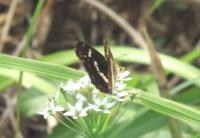 サカハチチョウ（撮影SR皆川）