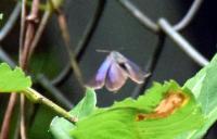 ムラサキシジミ♀（飛翔）