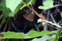 ムラサキシジミ♀