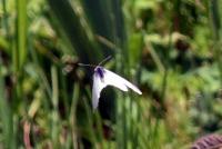 ウスバシロチョウの生息環境