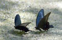 クロアゲハ♂とミヤマカラスアゲハ♂