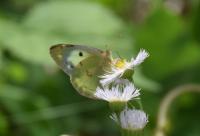 モンキチョウ♀