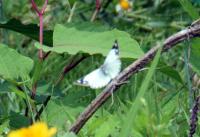 モンキチョウ♀