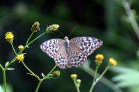 ミドリヒョウモン♀